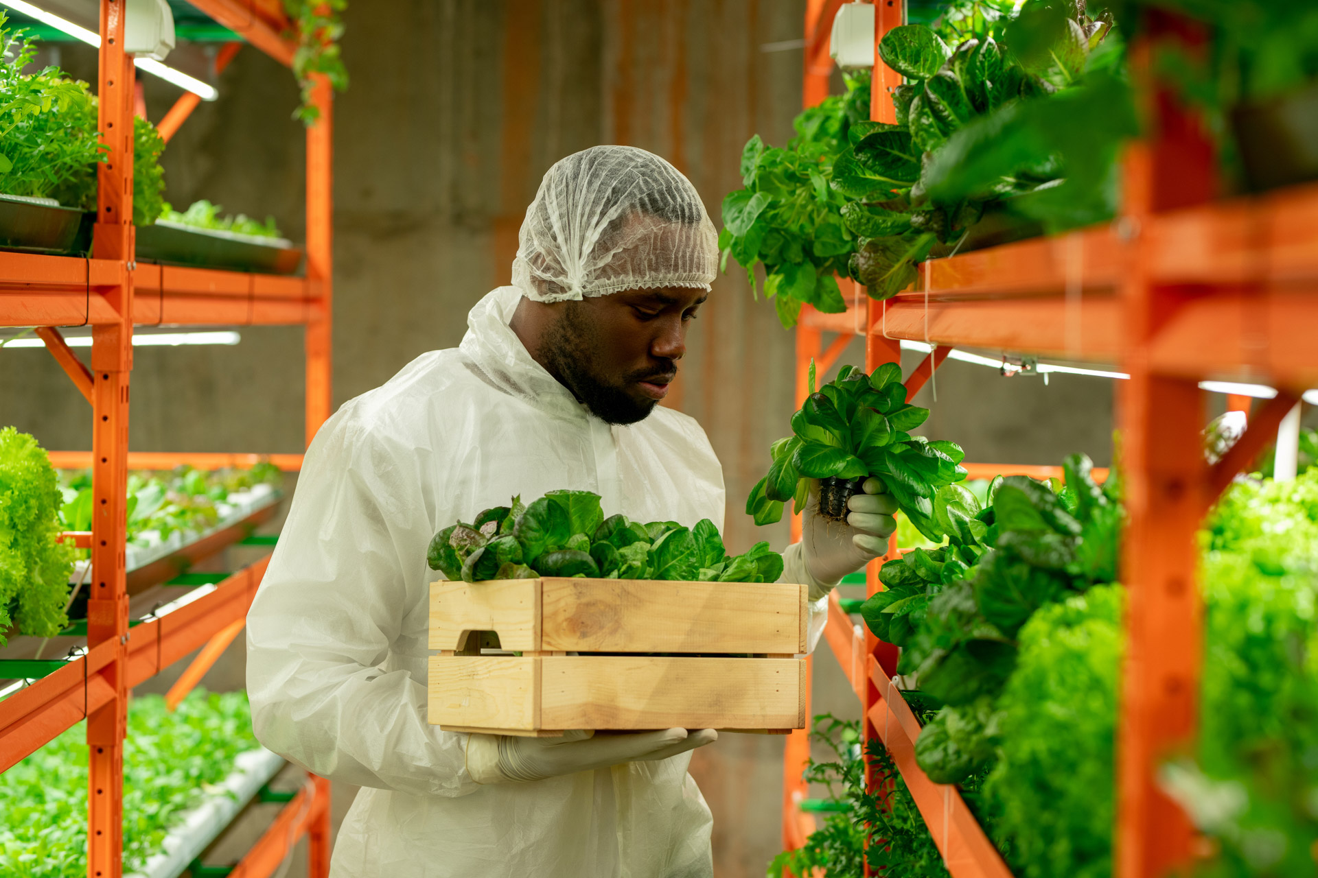 Young serious agroengineer of African ethnicity holding wooden box with green spinach seedlings while working inside large vertical farm